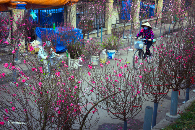Chợ hoa đào quảng bá nhộn nhịp ngày giáp tết