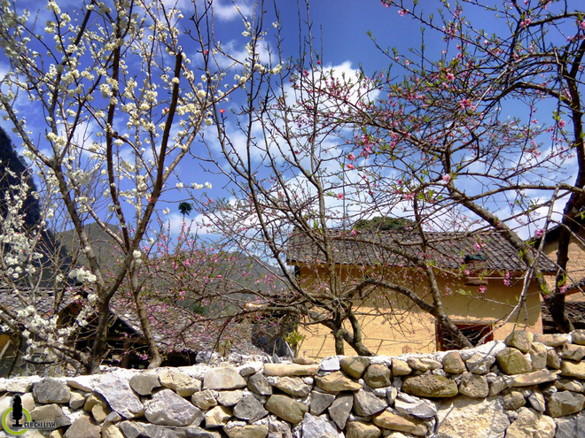 Hoa đào hoa mận nở bung trên cao nguyên đá hà giang