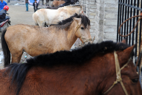 Phiên chợ ngựa nổi tiếng nhất vùng tây bắc