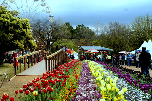Lễ hội hoa floriade cuộc hẹn mùa xuân nước úc