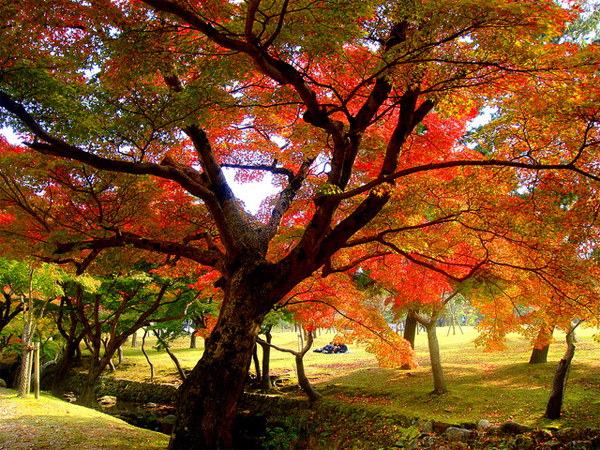 Ngắm cảnh đẹp mùa thu trên khắp thế giới