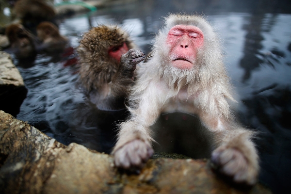 Bộ ảnh độc đáo về khỉ tuyết tắm suối ở nhật