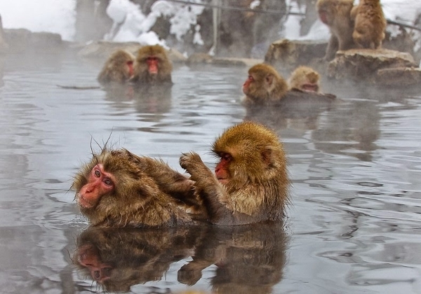 Bộ ảnh độc đáo về khỉ tuyết tắm suối ở nhật