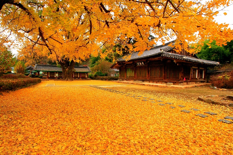 Phóng sự ảnh: Đẹp mê hồn mùa Thu vàng xứ Hàn Quốc | Cảnh Đẹp Blog