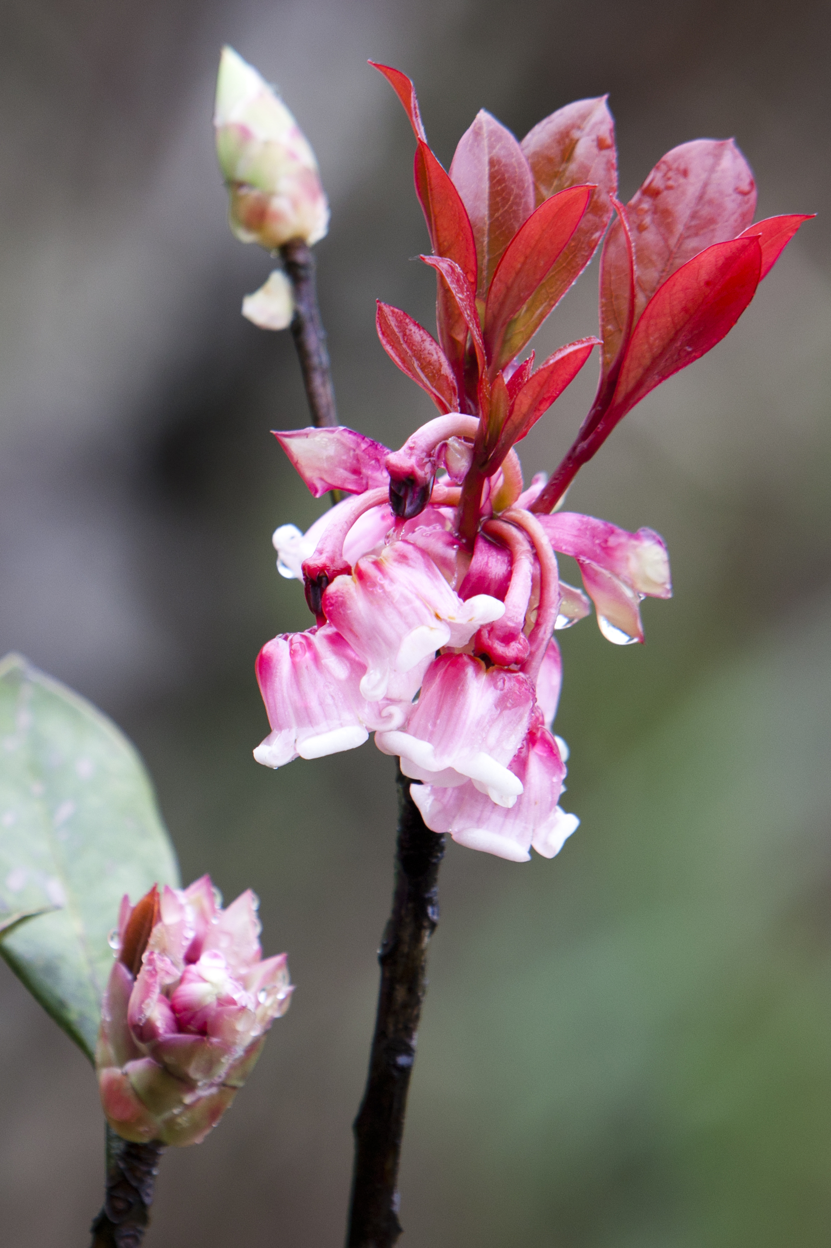 Hoa đào chuông loài hoa ngân giai điệu mùa xuân
