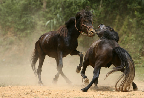 Những lễ hội đua ngựa độc đáo ở việt nam