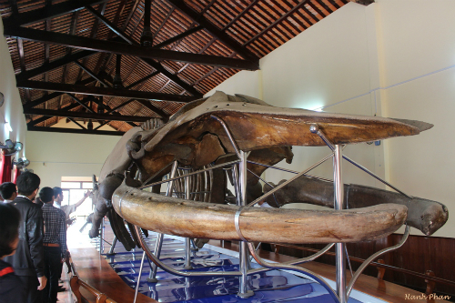 Bảo tàng xương cá voi lớn nhất đông nam á ở việt nam