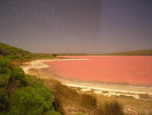 Bí ẩn hồ nước hồng ở australia