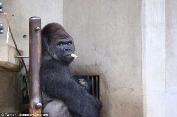 Chú khỉ đẹp trai thu hút du khách nữ đến thăm sở thú nhật