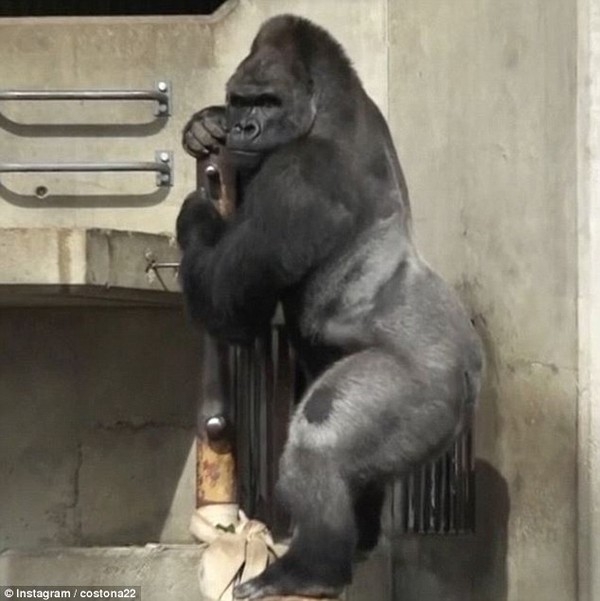 Chú khỉ đẹp trai thu hút du khách nữ đến thăm sở thú nhật