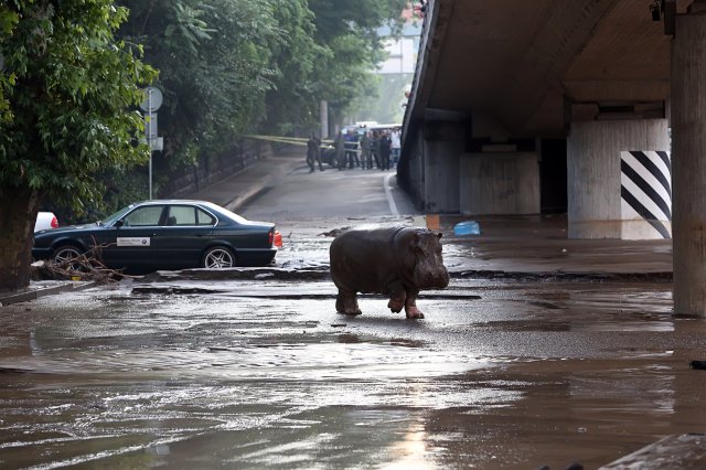 Thành phố georgia biến thành vườn thú sau trận lụt