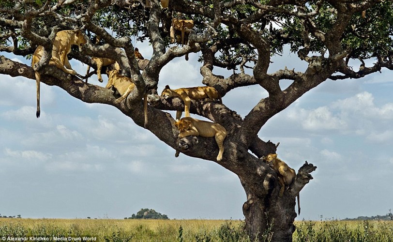 Vườn quốc gia serengeti nắng nóng khiến sư tử phải ngủ trên cây