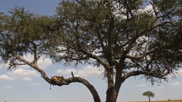 Vườn quốc gia serengeti nắng nóng khiến sư tử phải ngủ trên cây