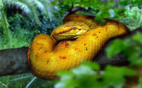 Đảo rắn brazil - nơi kinh hoàng nhất thế giới