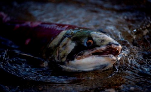 Cuộc di cư ngoạn mục của cá hồi đỏ ở canada