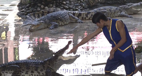 Đưa đầu vào miệng cá sấu để hút khách du lịch