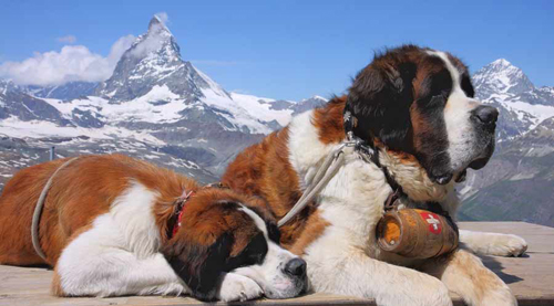 Thụy sĩ cấm chụp ảnh tự sướng cùng chó