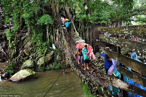 Cây cầu sống ở sông thiêng indonesia
