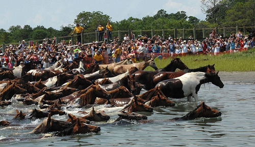 Cuộc thi bơi của những chú ngựa nước mỹ