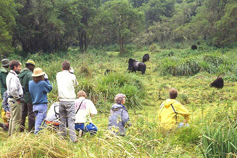 Khám phá hành trình gorilla ở rwanda