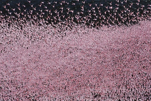 Mùa chim hồng hạc di cư ở kenya