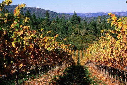 Vẻ đẹp yên bình của wine country california