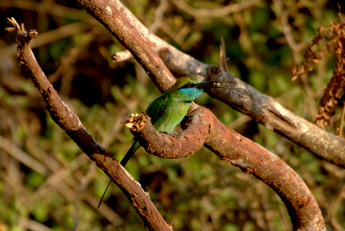 Muôn chim vạn thú trong vườn quốc gia yala