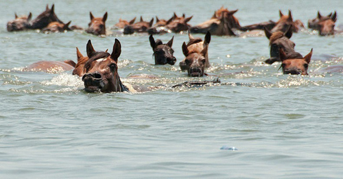 Cuộc thi tắm biển của những chú ngựa nước mỹ 