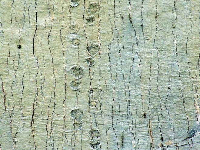 Bức tường đá in dấu 5000 vết chân khủng long