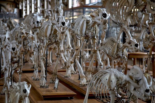Cuộc diễu hành của những bộ xương tại bảo tàng pháp