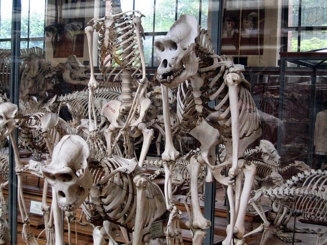 Cuộc diễu hành của những bộ xương tại bảo tàng pháp
