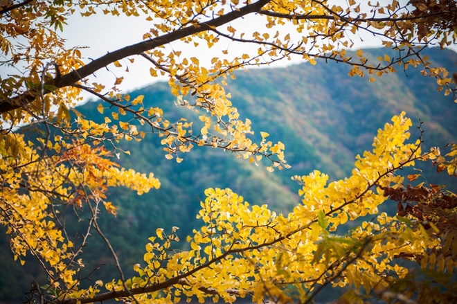 Nhật bản rực rỡ lá vàng cuối thu