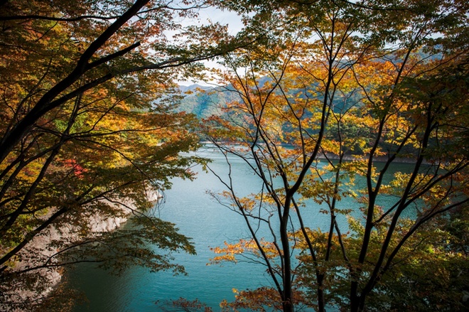 Nhật bản rực rỡ lá vàng cuối thu