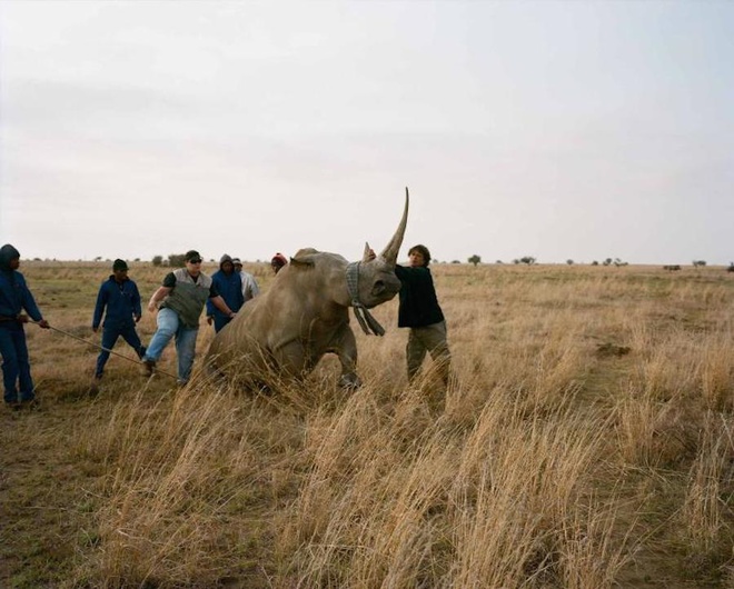 Trang trại nuôi tê giác lấy sừng lớn nhất thế giới