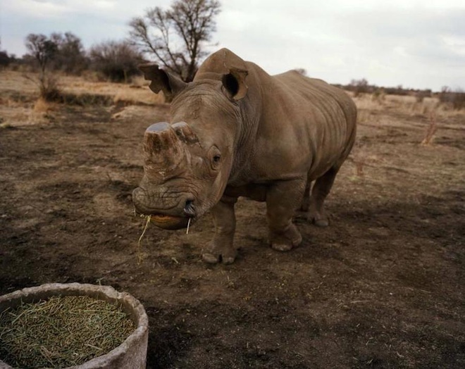 Trang trại nuôi tê giác lấy sừng lớn nhất thế giới