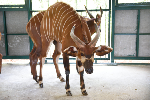 200 loài động vật quý hiếm được chăm sóc tại vinpearl safari
