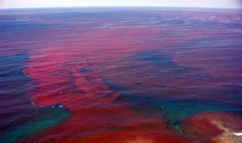 Thủy triều đỏ cơn ác mộng của mùa du lịch biển