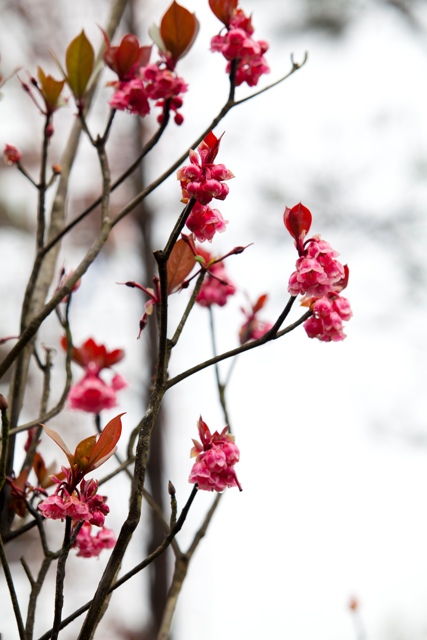 Hoa đào chuông ngân giai điệu mùa xuân