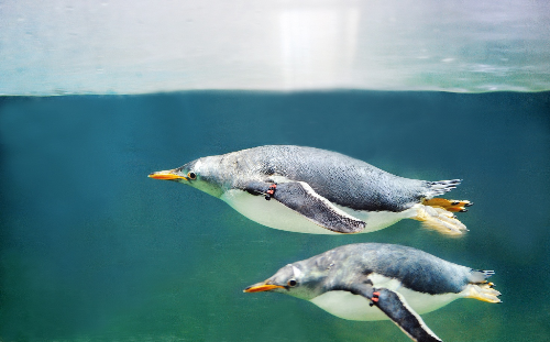 Chim cánh cụt mua vui cho du khách ở phú quốc
