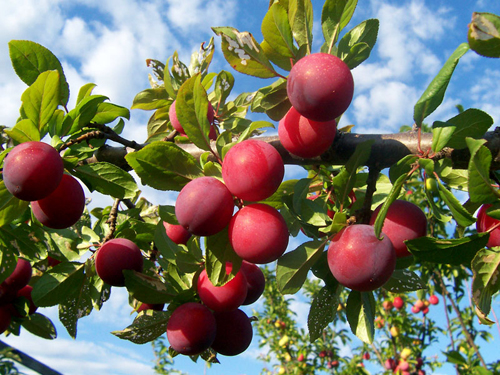 6 loại trái cây ngâm giải nhiệt mùa hè