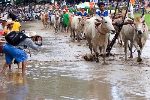 Lễ hội đua bò bảy núi sôi động ở an giang