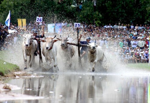 Lễ hội đua bò bảy núi sôi động ở an giang