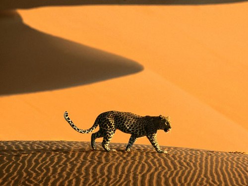 Vẻ đẹp của sa mạc namib