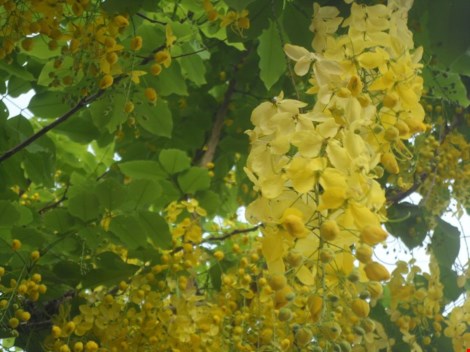 Mùa hoa bò cạp rực rỡ sắc vàng ở sài gòn
