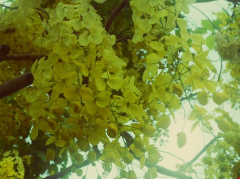 Mùa hoa bò cạp rực rỡ sắc vàng ở sài gòn