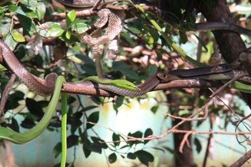 Cận cảnh hàng trăm con rắn lục đuôi đỏ ngụy trang trên cây