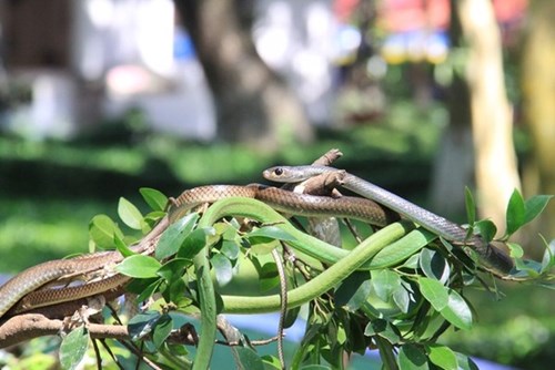 Cận cảnh hàng trăm con rắn lục đuôi đỏ ngụy trang trên cây