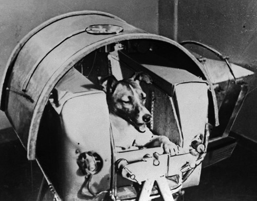 Câu chuyện buồn về laika - chú chó đầu tiên bay vào vũ trụ