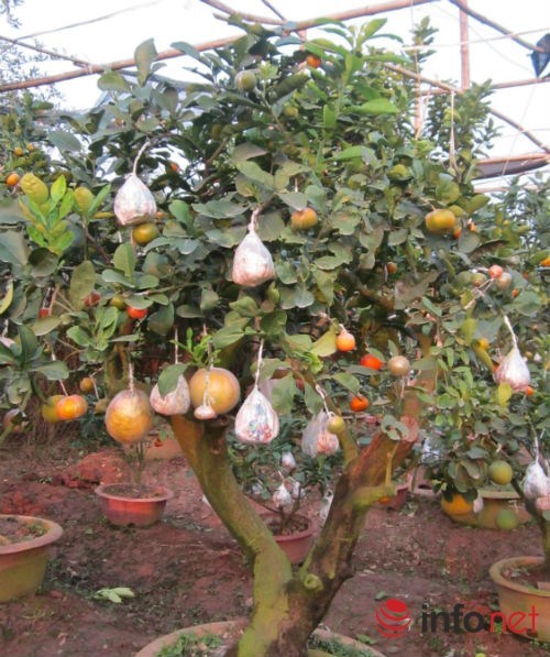 Độc đáo vườn cây 9 loại quả bạc tỷ của lão nông hà nội
