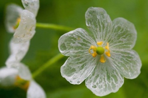 Loài hoa cực đẹp hóa trong suốt khi mưa xuống